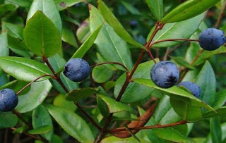 05 karacsonyfa okorban 2